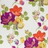 Begonia-121